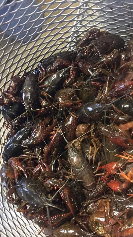 Jetts Crawfish Drive-Thru | restaurant | 1421 The Blvd, Rayne, LA 70578, USA | 3374588066 OR +1 337-458-8066