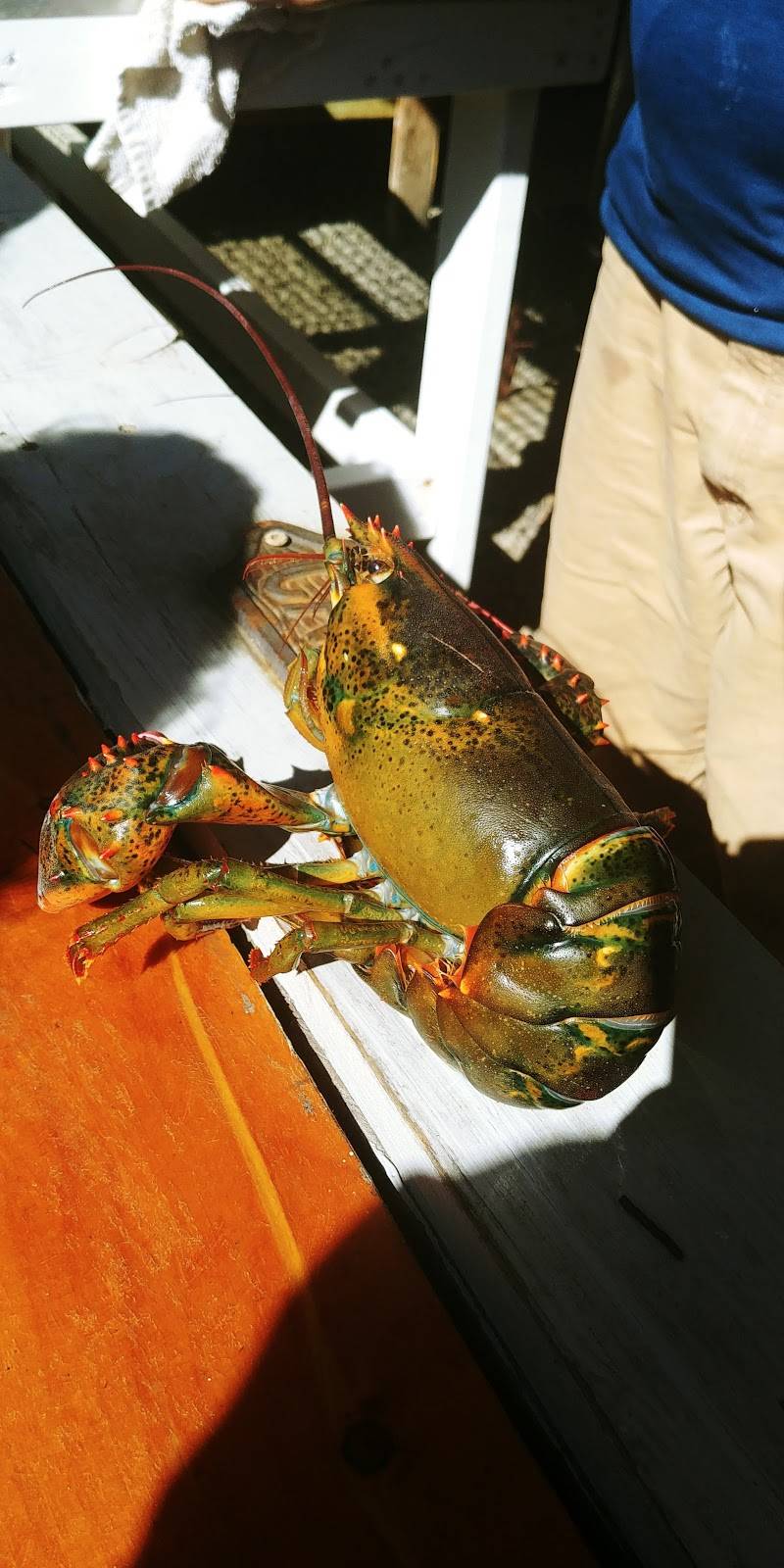 The Travelin Lobster, LLC Restaurant 1569 ME102, Bar Harbor, ME