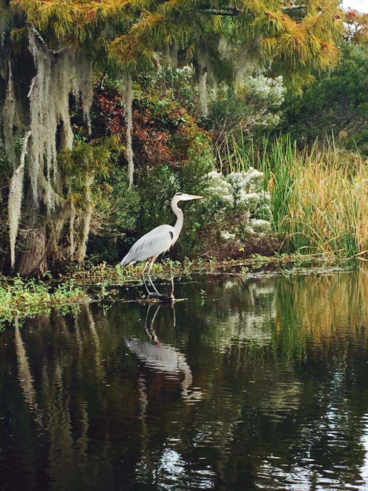 Bayou Adventure | cafe | 28178 U.S. Hwy 190, Lacombe, LA 70445, USA | 9858829208 OR +1 985-882-9208