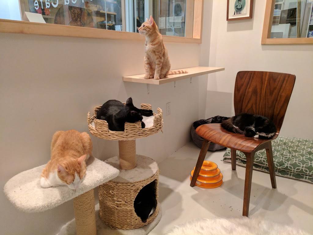 KitTea Cat Cafe | cafe | 96 Gough St, San Francisco, CA 94102, USA | 4156587888 OR +1 415-658-7888