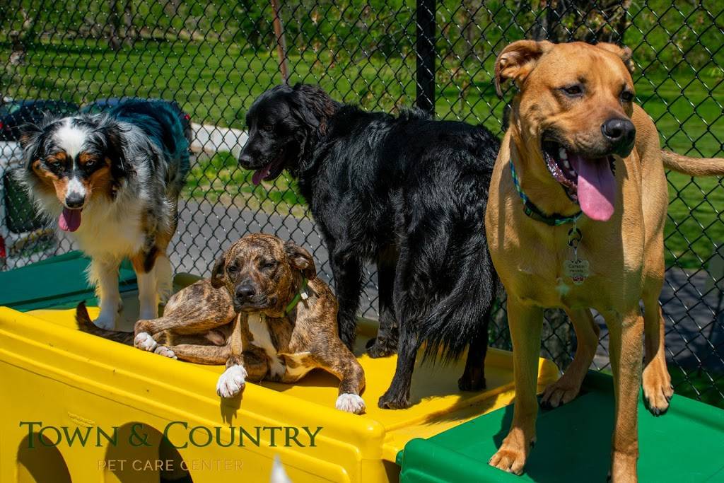 Town and Country Pet Care Center Restaurant 393 Langhorne Ave