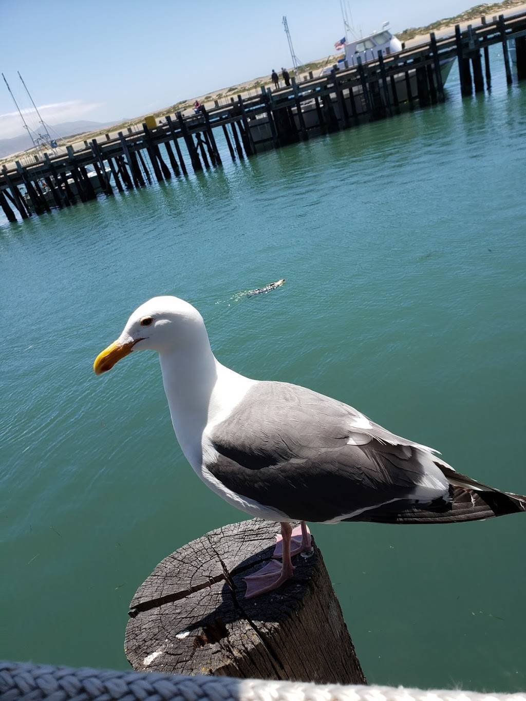 Tognazzinis Dockside Restaurant | restaurant | 1245 Embarcadero, Morro Bay, CA 93442, USA | 8057728100 OR +1 805-772-8100