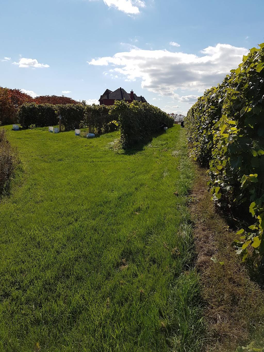 Domaine & Vins Gélinas | restaurant | 267, rang de Saint-François, Saint-Sévère, QC G0X 3B0, Canada | 8192645511 OR +1 819-264-5511