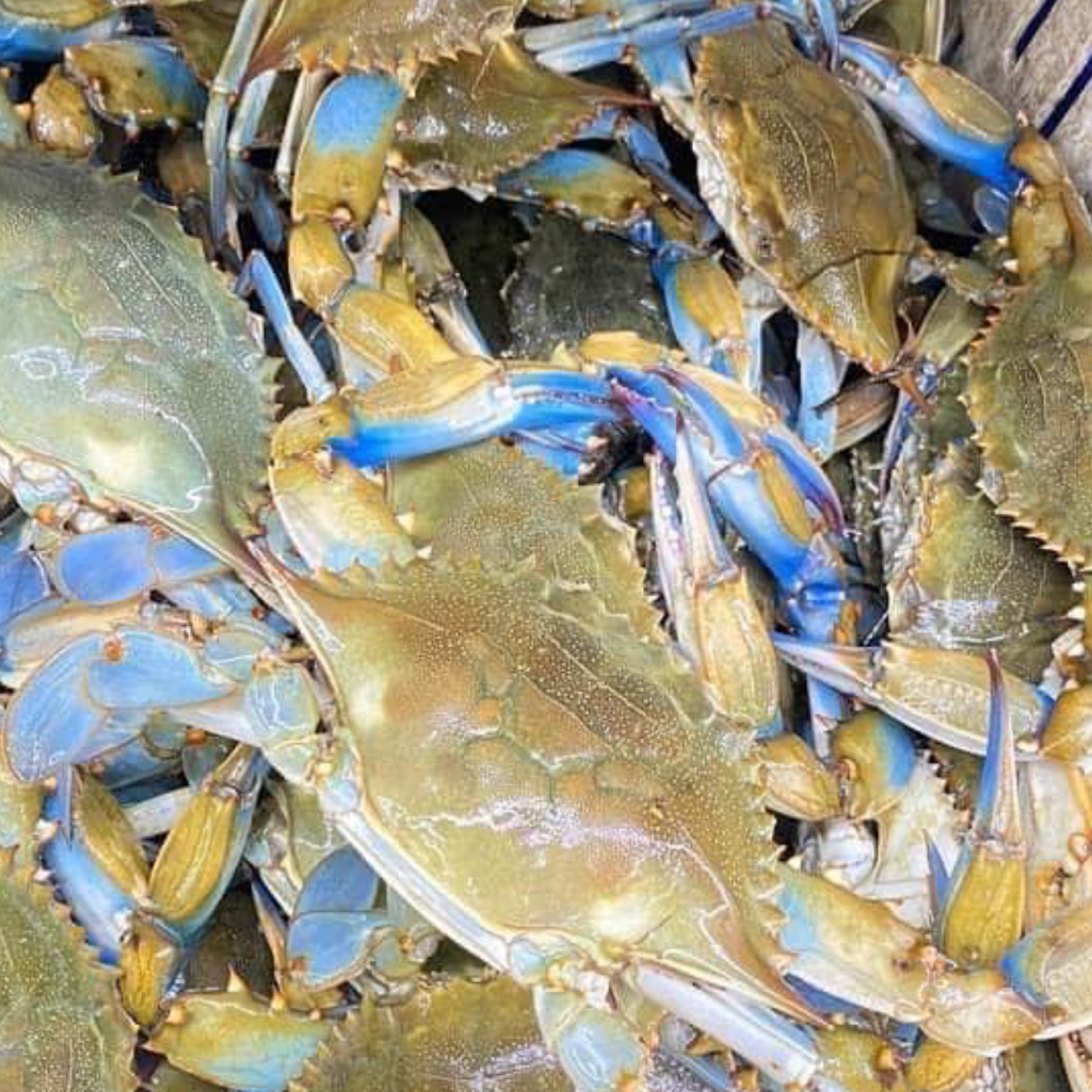 Coastal Fire And Ice | restaurant | 6412 Ambassador Caffery Pkwy, Broussard, LA 70518, USA | 3375738669 OR +1 337-573-8669