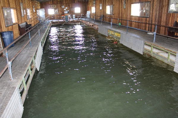 Wild Duck Marina | restaurant | 320 Hightop St, Brownwood, TX 76801, USA | 3257847100 OR +1 325-784-7100