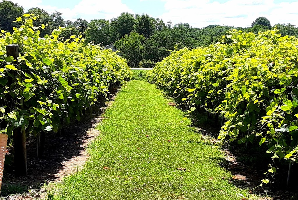 Wild Pickins Winery | restaurant | 14223 IL-111, Chesterfield, IL 62630, USA | 6187533833 OR +1 618-753-3833